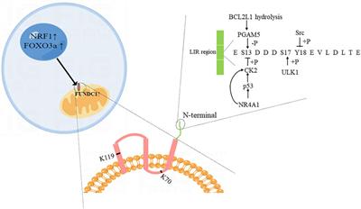 The multi-faced role of FUNDC1 in mitochondrial events and human diseases